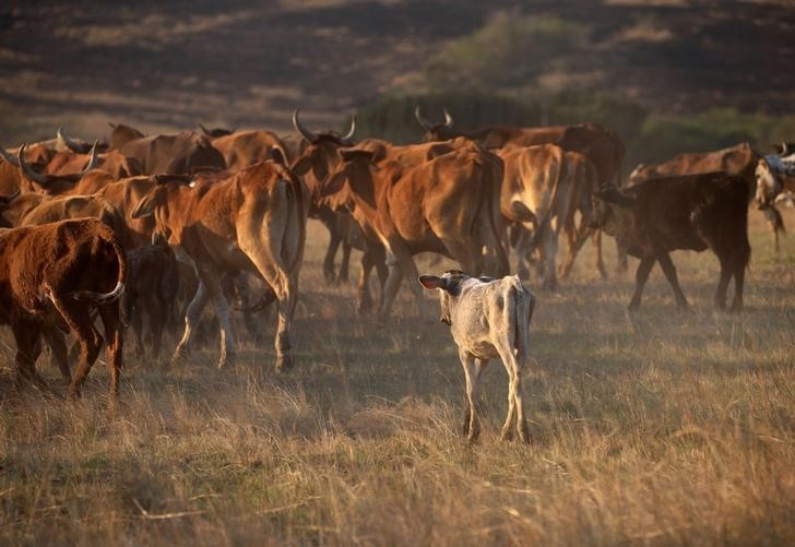 #Botswana Resumes Beef Exports